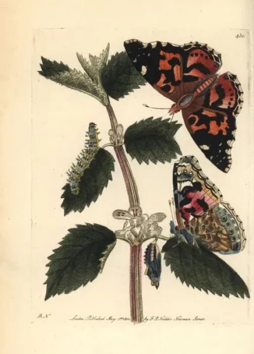 Framed Print : Painted lady, Vanessa cardui Framed Print : Painted lady, Vanessa cardui