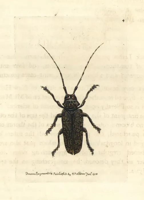 Framed Print : Painted lamia beetle, Lamia picta Framed Print : Painted lamia beetle, Lamia picta