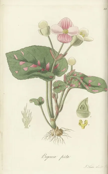 Framed Print : Painted-leaf begonia, Begonia picta Framed Print : Painted-leaf begonia, Begonia picta