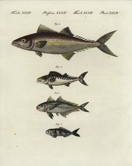 Framed Print : Painted mackerel, bonito, bigeye scad and pilotfish Framed Print : Painted mackerel, bonito, bigeye scad and pilotfish