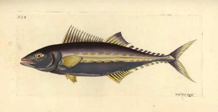Framed Print : Painted mackerel, Scomberomorus regalis Framed Print : Painted mackerel, Scomberomorus regalis