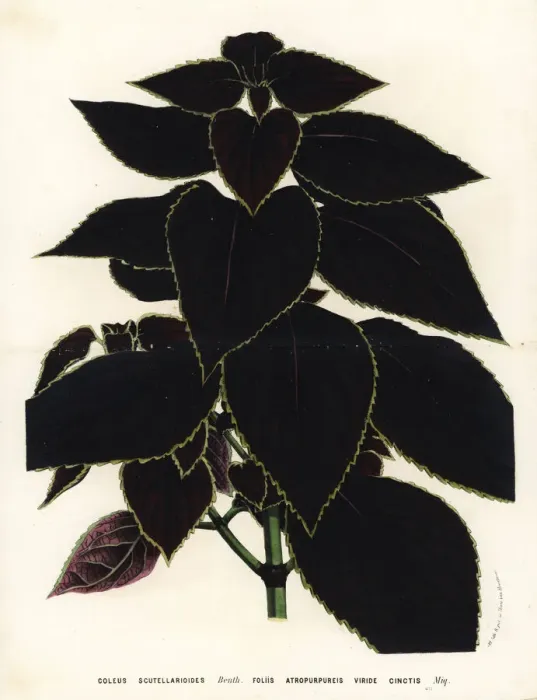 Framed Print : Painted nettle, Plectranthus scutellarioides Framed Print : Painted nettle, Plectranthus scutellarioides