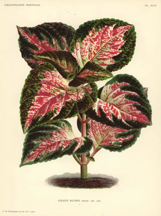 Framed Print : Painted nettle, Plectranthus scutellarioides Framed Print : Painted nettle, Plectranthus scutellarioides
