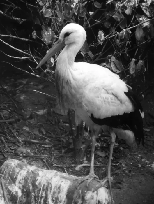Framed Print : Painted Stork Framed Print : Painted Stork