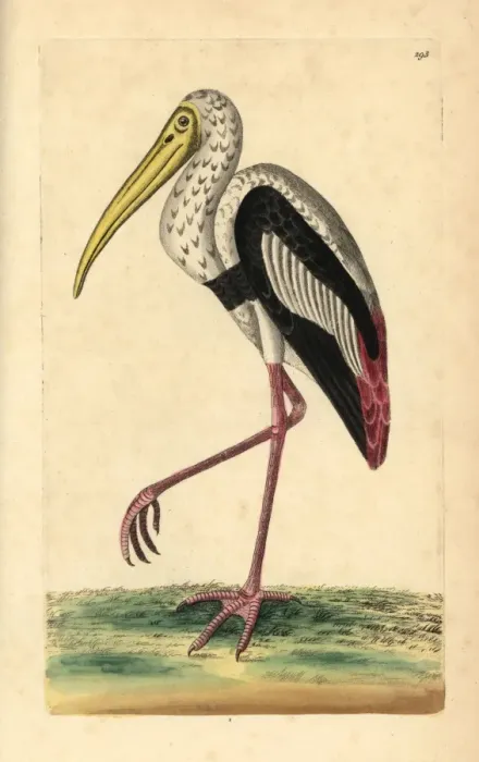 Framed Print : Painted stork, Mycteria leucocephala Near threatened Framed Print : Painted stork, Mycteria leucocephala Near threatened