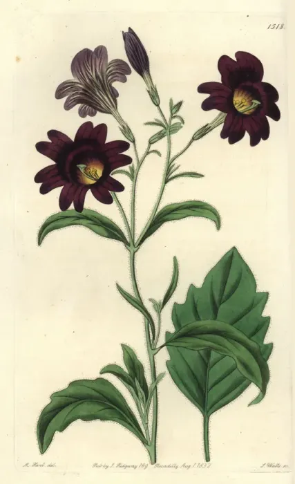 Framed Print : Painted tongue, Salpiglossis sinuata Framed Print : Painted tongue, Salpiglossis sinuata