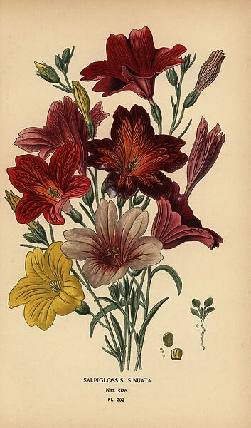 Painted tongue or velvet trumpet flower, Salpiglossis