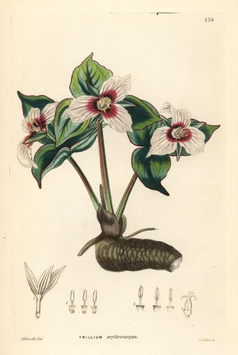 Framed Print : Painted trillium, Trillium undulatum Framed Print : Painted trillium, Trillium undulatum