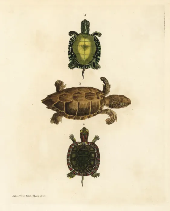 Framed Print : Painted turtle and loggerhead sea turtle (endangered) Framed Print : Painted turtle and loggerhead sea turtle (endangered)
