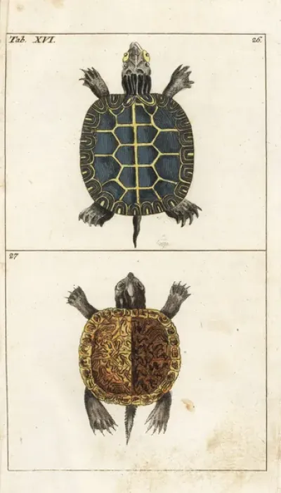 Framed Print : Painted turtle and yellow-bellied slider Framed Print : Painted turtle and yellow-bellied slider