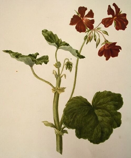Painting of a geranium