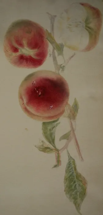 Framed Print : Painting of peaches on a branch Framed Print : Painting of peaches on a branch