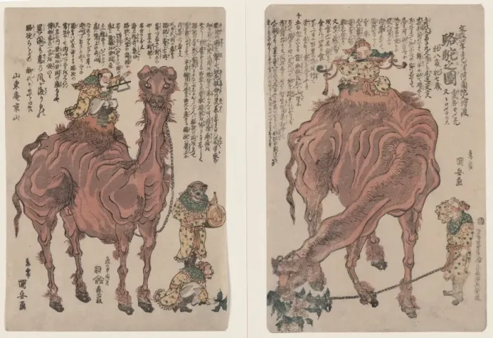 Framed Print : A pair of camels Framed Print : A pair of camels
