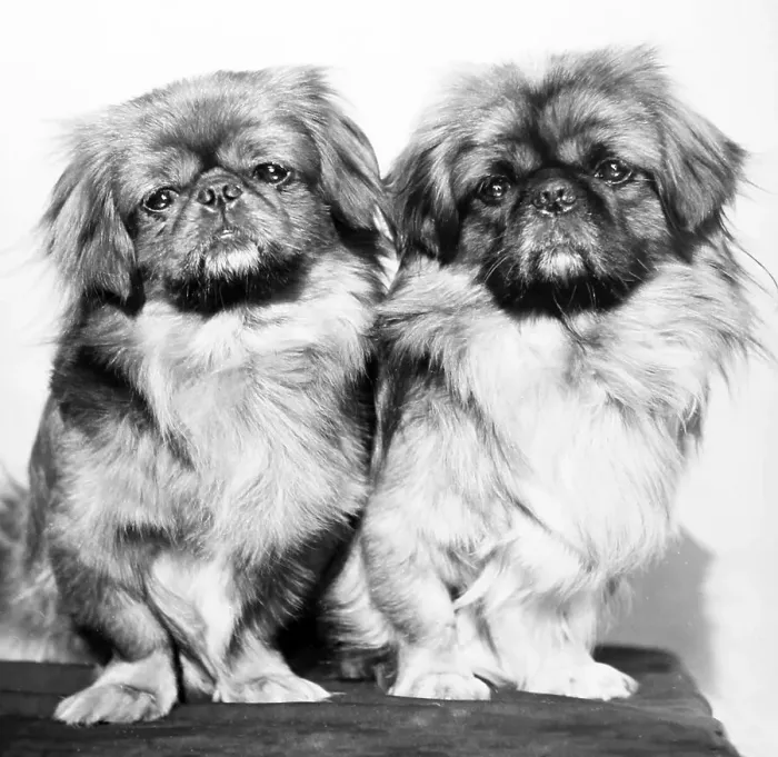 Framed Print : Pair of dogs Framed Print : Pair of dogs