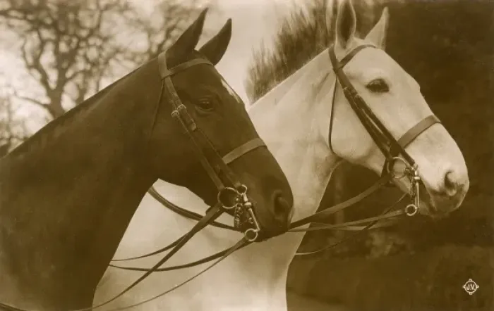 Framed Print : Pair of Show Horses or Hunters Framed Print : Pair of Show Horses or Hunters