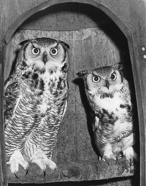 A pair of long-eared owls