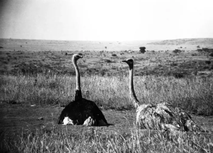 Framed Print : A pair of Ostrich - Kenya, East Africa Framed Print : A pair of Ostrich - Kenya, East Africa