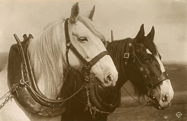 Pair of working horses