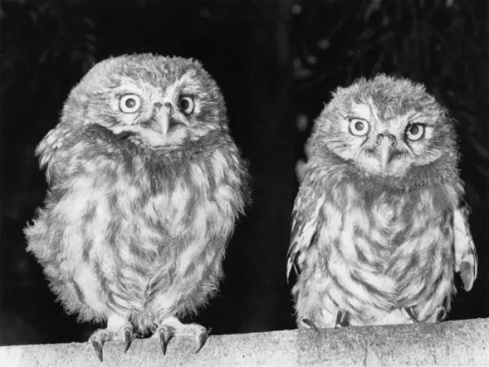 Framed Print : A pair of young Little Owls Framed Print : A pair of young Little Owls