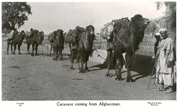 Pakistan - Camel Caravan arriving from Afghanistan