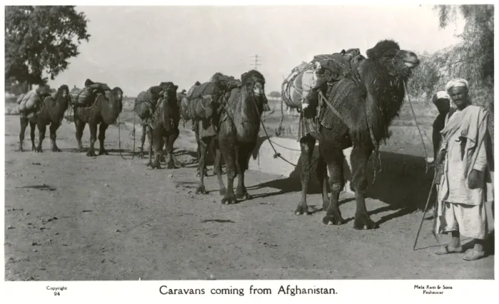 Framed Print : Pakistan - Camel Caravan arriving from Afghanistan Framed Print : Pakistan - Camel Caravan arriving from Afghanistan