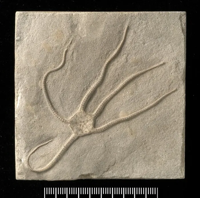 Framed Print : Palaeocoma egertoni, a fossil ophiuroid Framed Print : Palaeocoma egertoni, a fossil ophiuroid