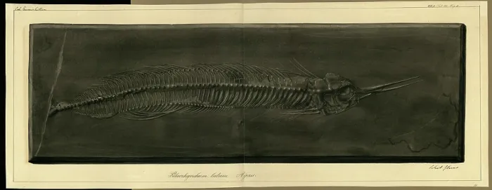 Framed Print : Palaeorhynchum latum Agassiz Framed Print : Palaeorhynchum latum Agassiz