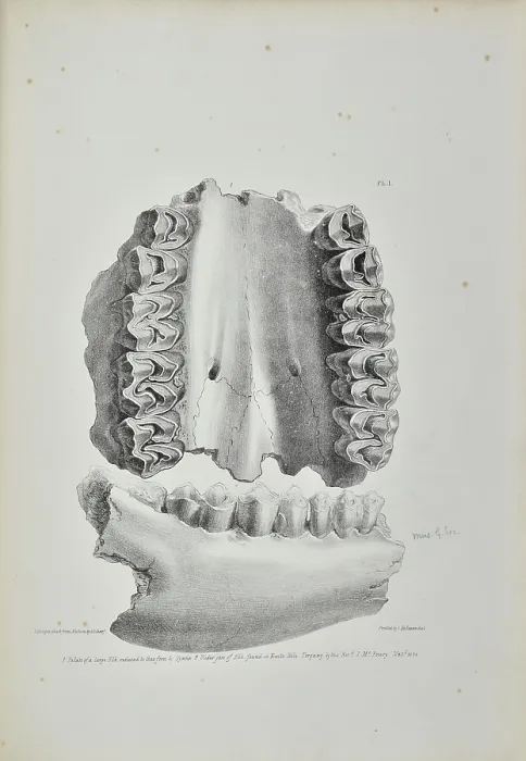 Framed Print : Palate of an elk, partially eaten by a hyaena, Kent's Cavern Framed Print : Palate of an elk, partially eaten by a hyaena, Kent's Cavern