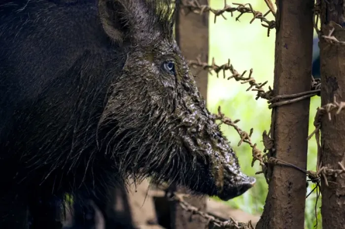 Framed Print : Palawan Bearded Pig - young caught in the wild Framed Print : Palawan Bearded Pig - young caught in the wild