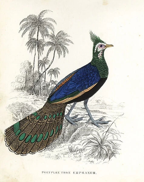 Palawan peacock-pheasant, Polyplectron napoleonis