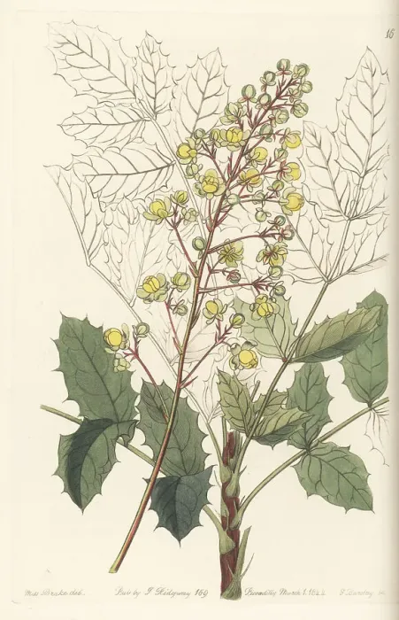 Framed Print : Pale ash-leaved berberry, Berberis pallida Framed Print : Pale ash-leaved berberry, Berberis pallida