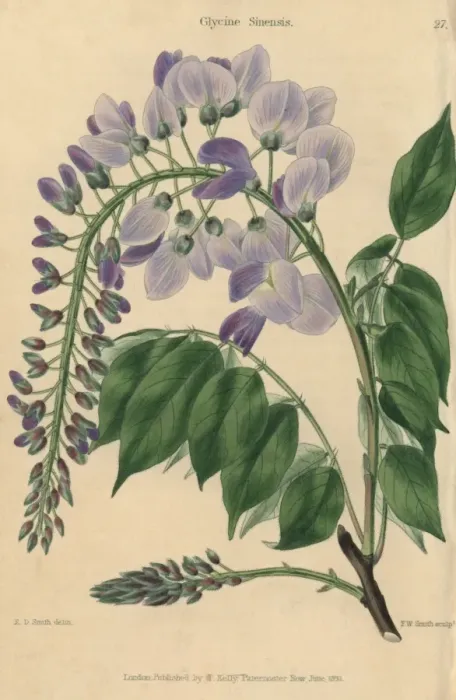 Framed Print : Pale blue and lilac flowered Chinese Glycine Framed Print : Pale blue and lilac flowered Chinese Glycine
