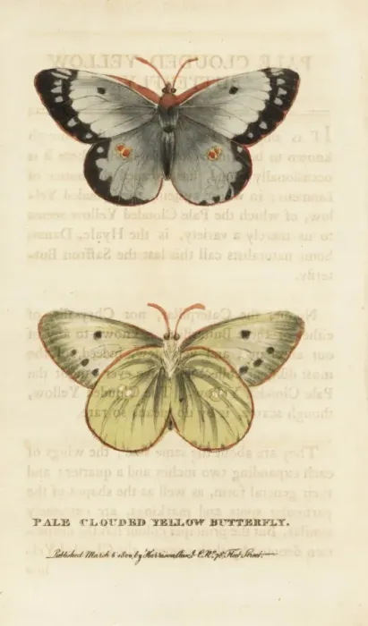 Framed Print : Pale clouded yellow butterfly, Colias hyale Framed Print : Pale clouded yellow butterfly, Colias hyale