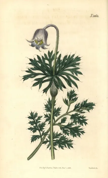 Framed Print : Pale-flowered meadow pasque-flower, Anemone pratensis Framed Print : Pale-flowered meadow pasque-flower, Anemone pratensis