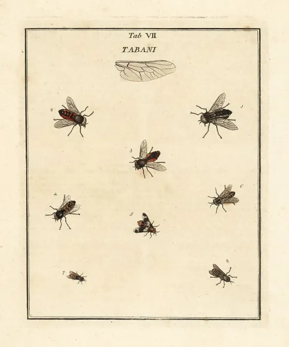 Framed Print : Pale giant horsefly, deerfly and other flies Framed Print : Pale giant horsefly, deerfly and other flies
