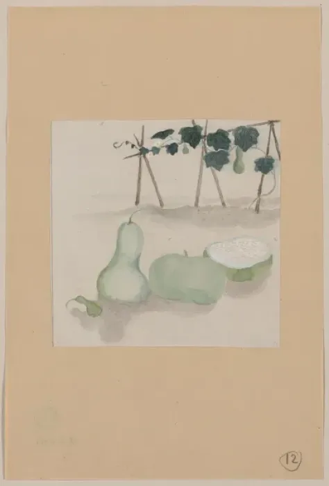 Framed Print : Pale green squash with white flesh and many seeds, with plan Framed Print : Pale green squash with white flesh and many seeds, with plan