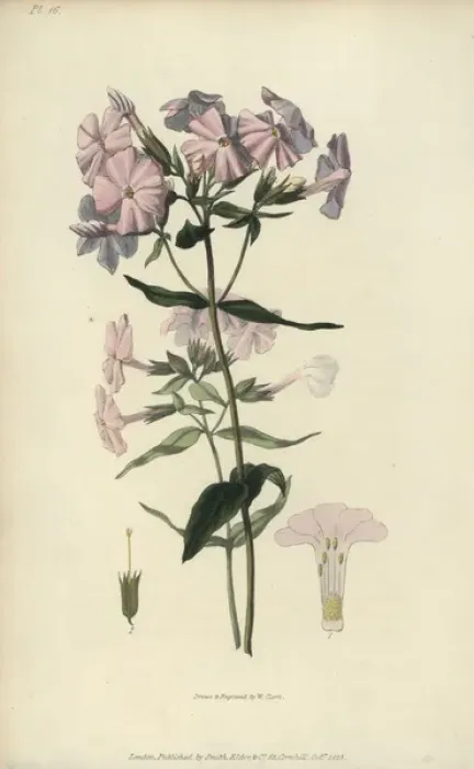 Framed Print : Pale lychnidea, Phlox carnea Framed Print : Pale lychnidea, Phlox carnea
