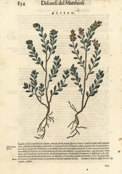 Framed Print : Pale madwort or yellow alyssum, Alyssum alyssoides Framed Print : Pale madwort or yellow alyssum, Alyssum alyssoides