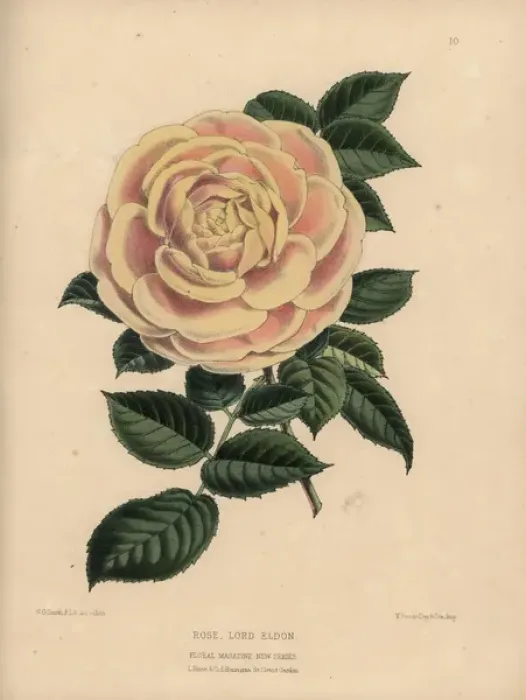 Framed Print : Pale orange and cream hybrid rose, Lord Eldon, Rosa Framed Print : Pale orange and cream hybrid rose, Lord Eldon, Rosa