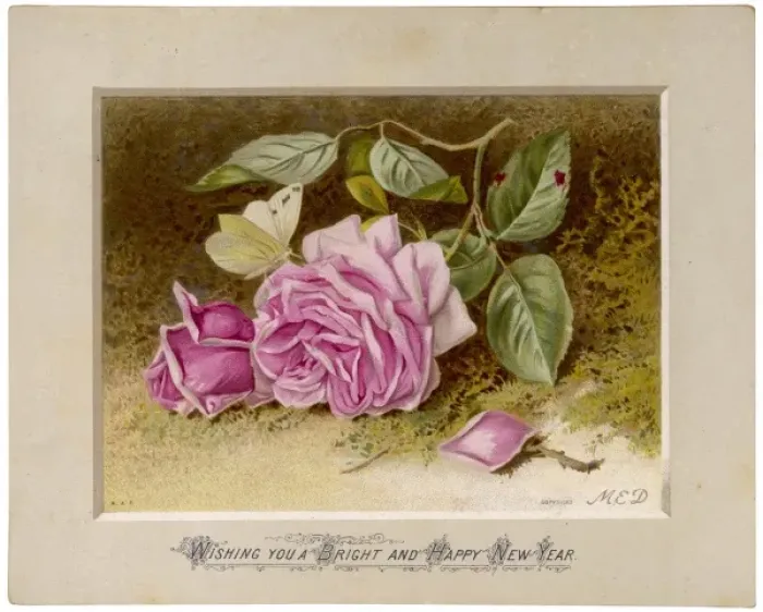 Framed Print : Pale Pink Rose Framed Print : Pale Pink Rose