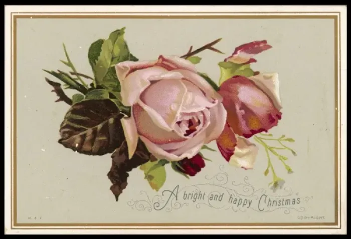 Framed Print : Pale Pink Rose Framed Print : Pale Pink Rose