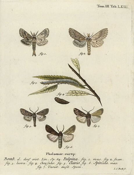 Pale prominent, heart and club, and dark sword-grass