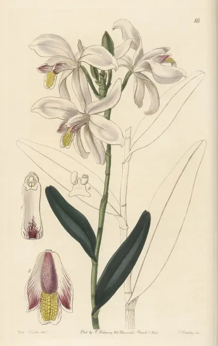 Framed Print : Pale reed orchid, Bromheadia finlaysoniana Framed Print : Pale reed orchid, Bromheadia finlaysoniana