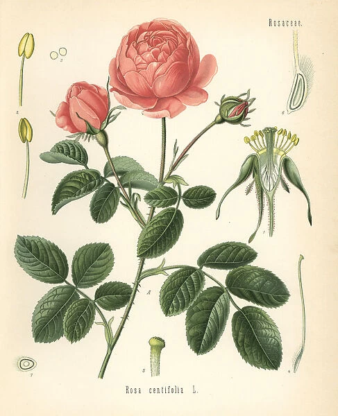 Pale rose, Rosa centifolia