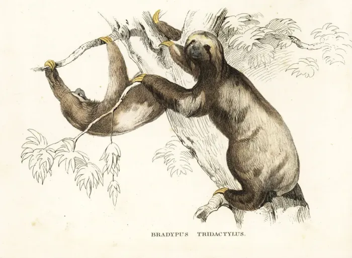 Framed Print : Pale-throated sloth, Bradypus tridactylus Framed Print : Pale-throated sloth, Bradypus tridactylus
