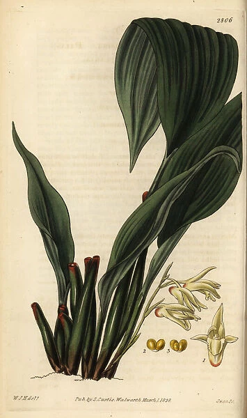 Pale xylobium orchid, Xylobium pallidiflorum