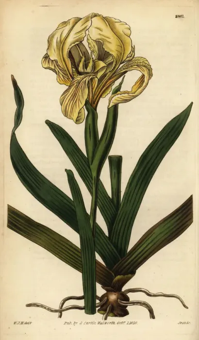Framed Print : Pale yellow iris, Iris lutescens Framed Print : Pale yellow iris, Iris lutescens