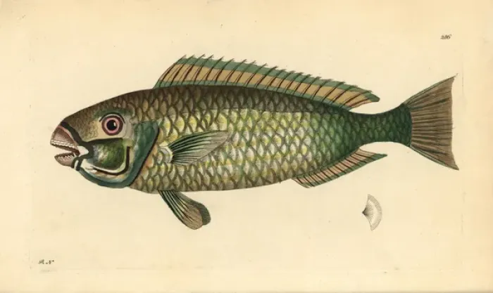 Framed Print : Palecheek parrotfish, Chlorurus japanensis Framed Print : Palecheek parrotfish, Chlorurus japanensis