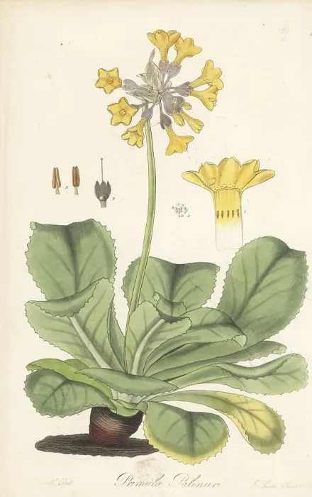 Framed Print : Palinurian primrose, Primula palinuri. Endangered Framed Print : Palinurian primrose, Primula palinuri. Endangered