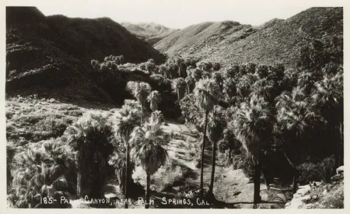 Framed Print : Palm Canyon near Palm Springs, California, USA Framed Print : Palm Canyon near Palm Springs, California, USA